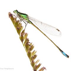 MYN Blue-Tailed Damselfly 